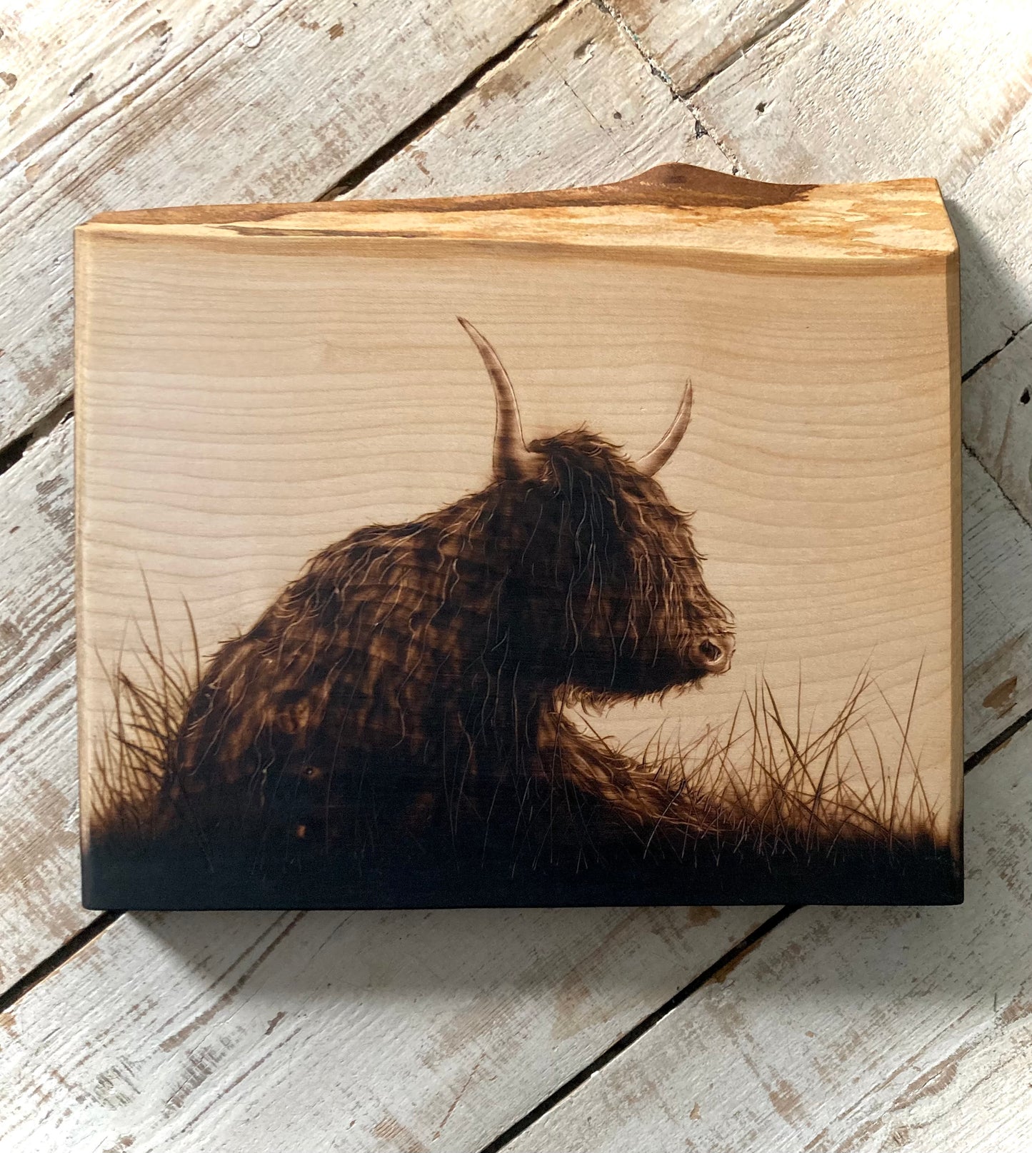Highland cow wall decor