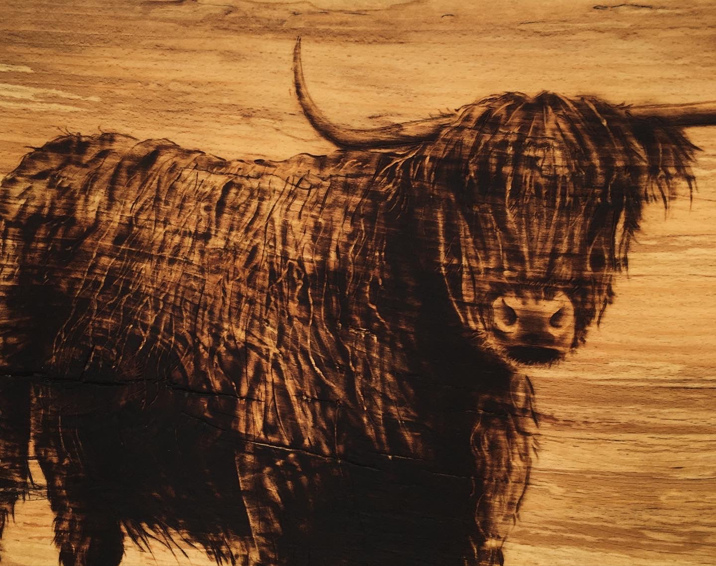 Highland cow one off wall decor