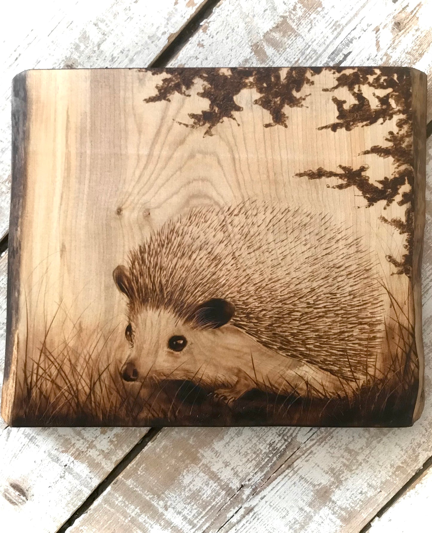 Detailed Hedgehog