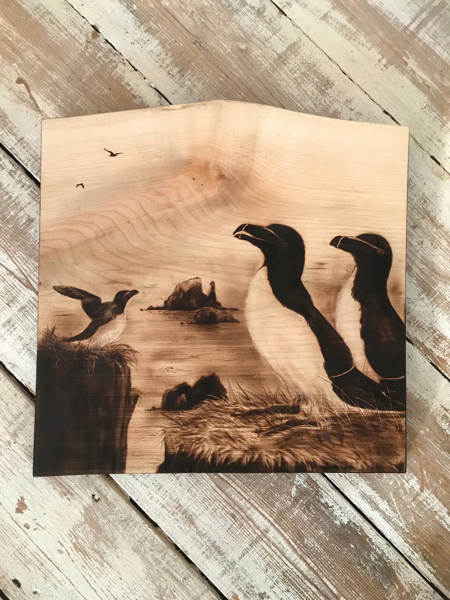 3 razorbills wall decor-one of a kind