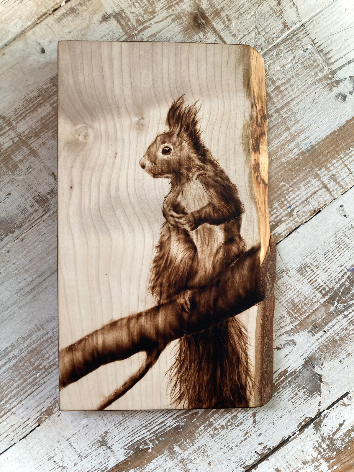 Red Squirrel