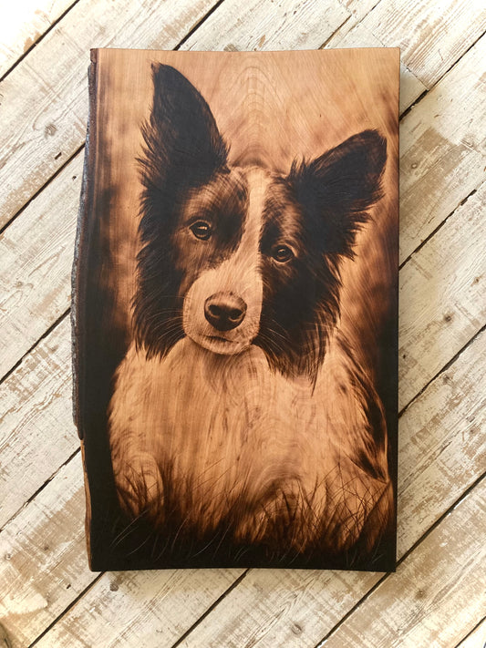 Large Collie